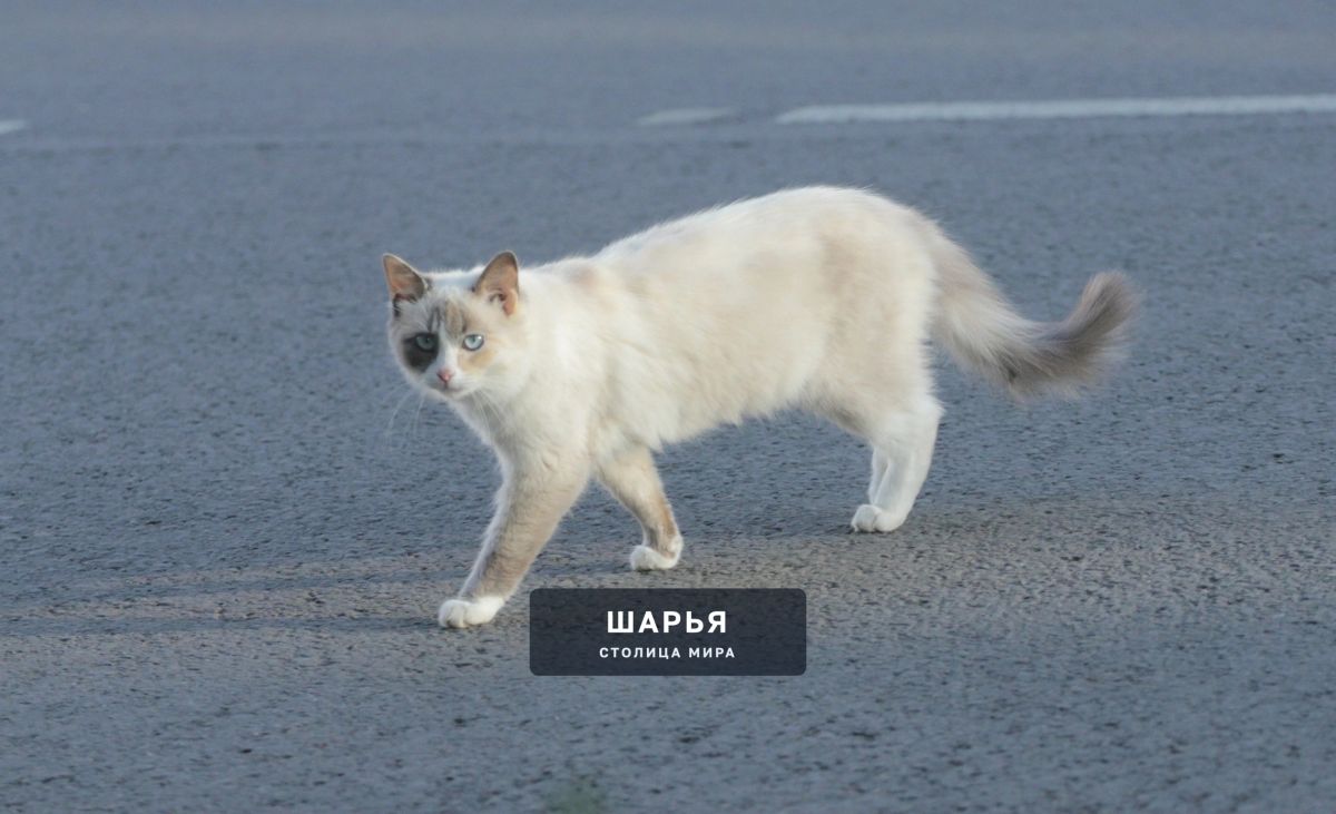 Бабье лето стремительно явится в Кострому — Шарья