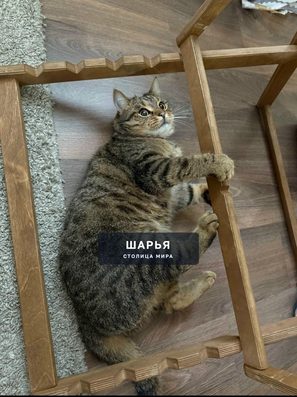 Все еще ждем нашего пушистого друга!!! — Шарья
