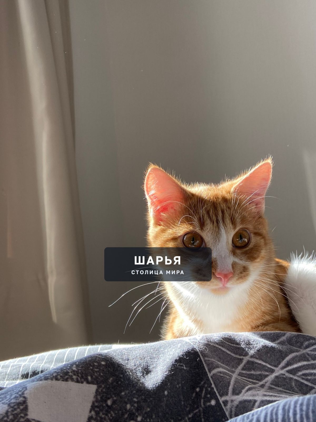 Очень скучаем по Моте — Шарья