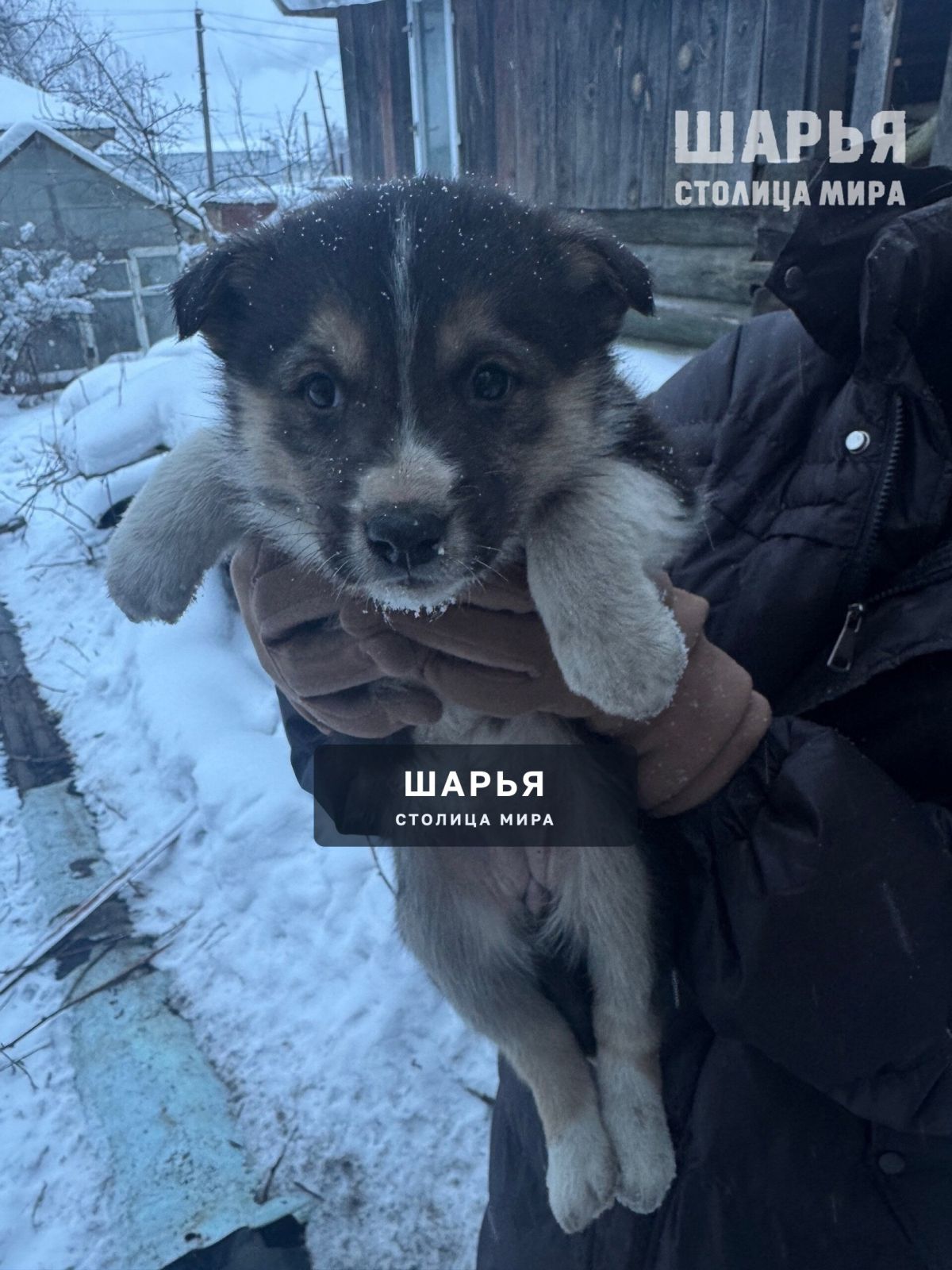 У щенков всё меньше времени — Шарья