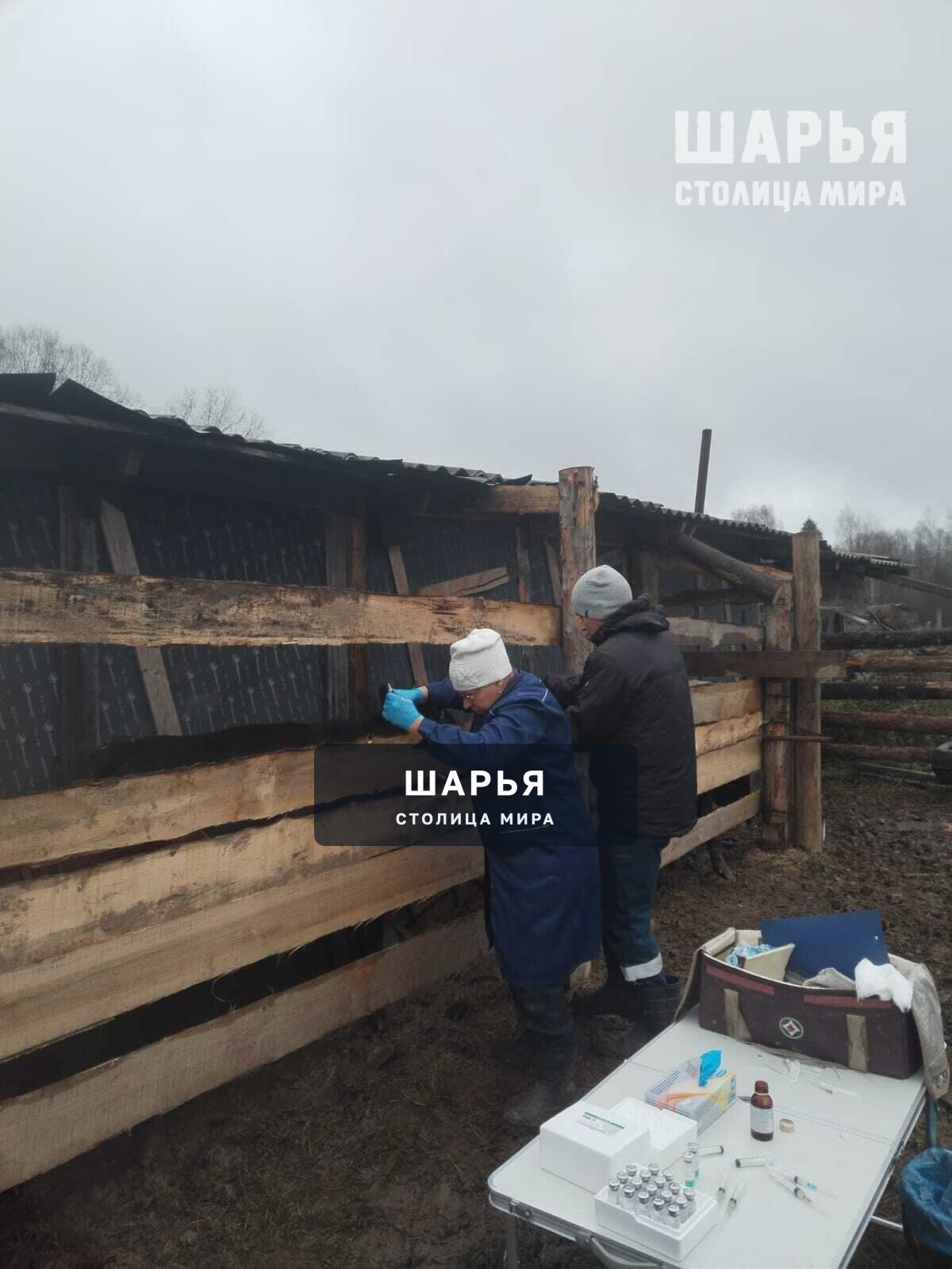 Ветеринары Шарьинской рай СББЖ продолжают вакцинацию крупного рогатого скота против бешенства — Шарья