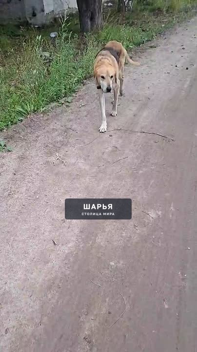 Уберите собак! Бегают в Ветлужском ,по улице Молодежная,Маяковского! — Шарья