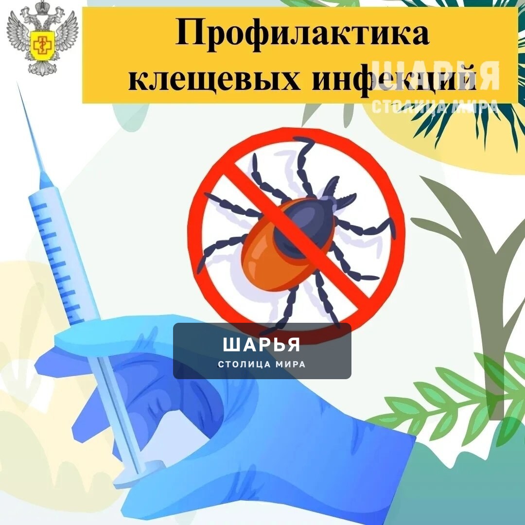 При укусе клеща человек может заразиться различными инфекциями — Шарья