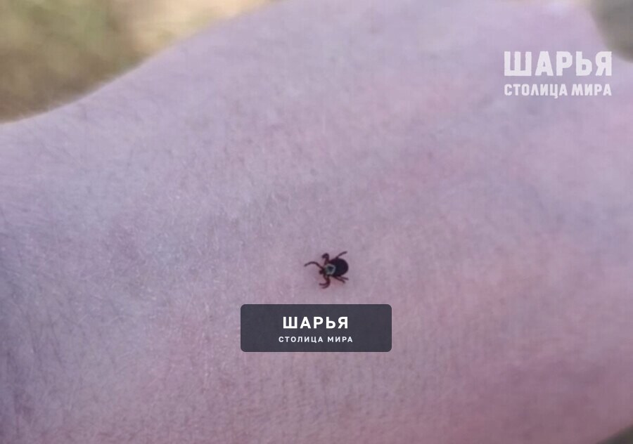 Северо-восток региона наиболее клещеопасен — Шарья