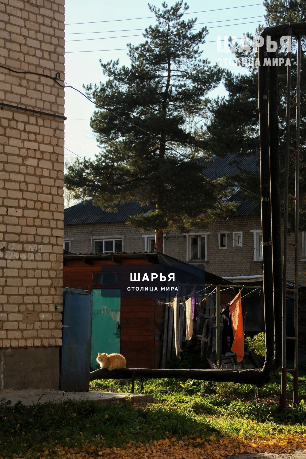 Кот с улицы Гоголя — Шарья