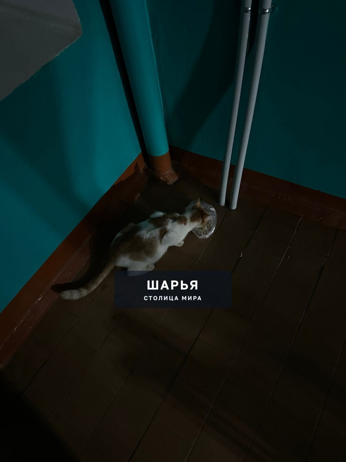 Чья сукотная кошка ? Микр победы 1 — Шарья
