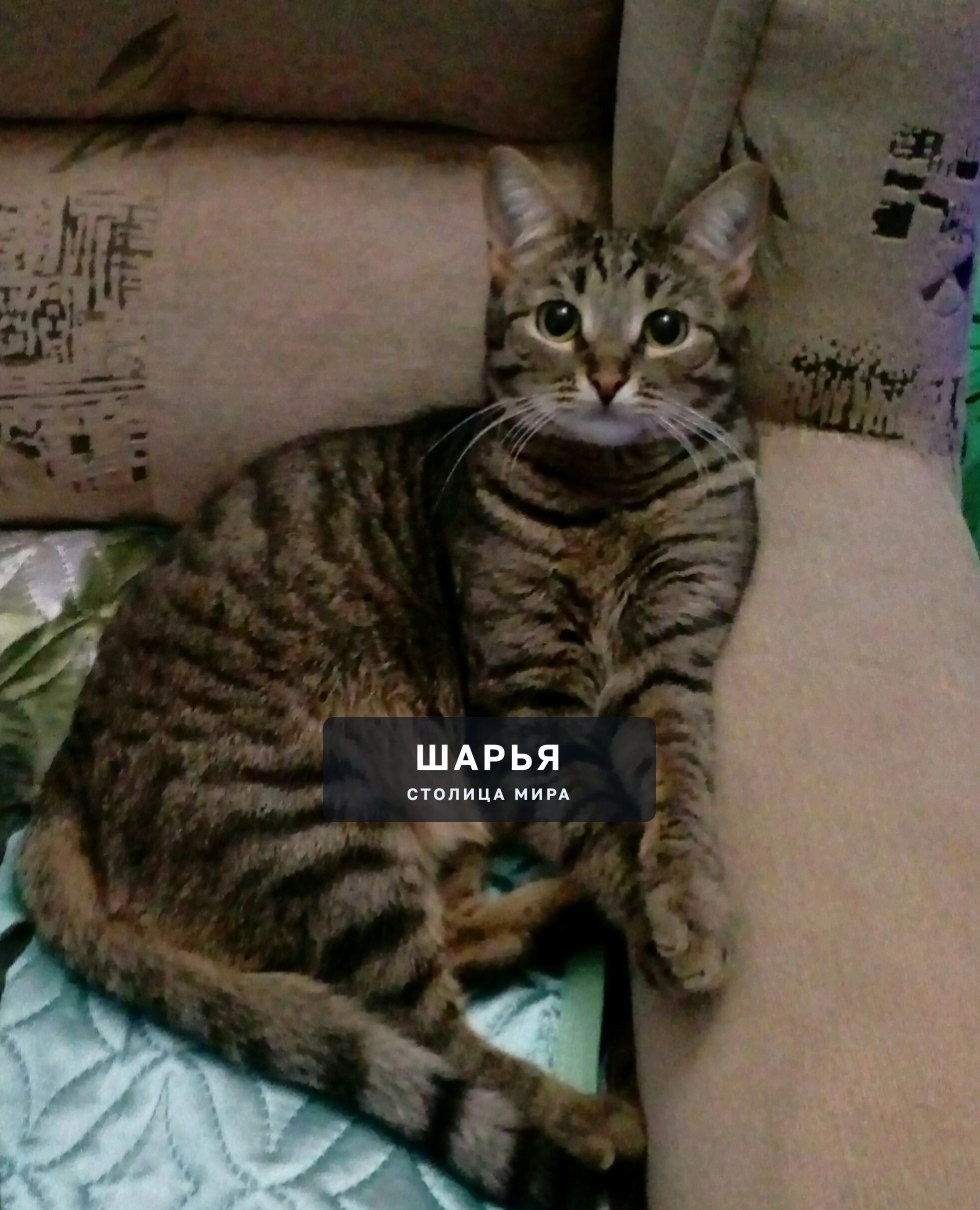 ‼ПОТЕРЯЛАСЬ КОШКА‼В районе центра(Спутник-Башня-Парус) домашняя , улицу не знает, если кто то… — Шарья