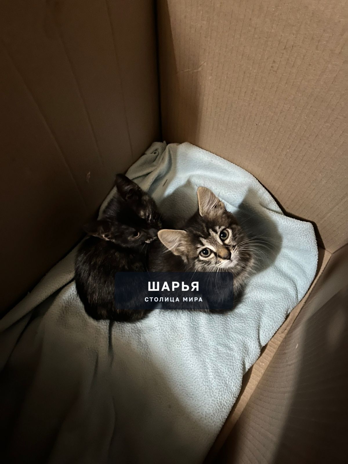 2 малыша ищут свой дом — Шарья