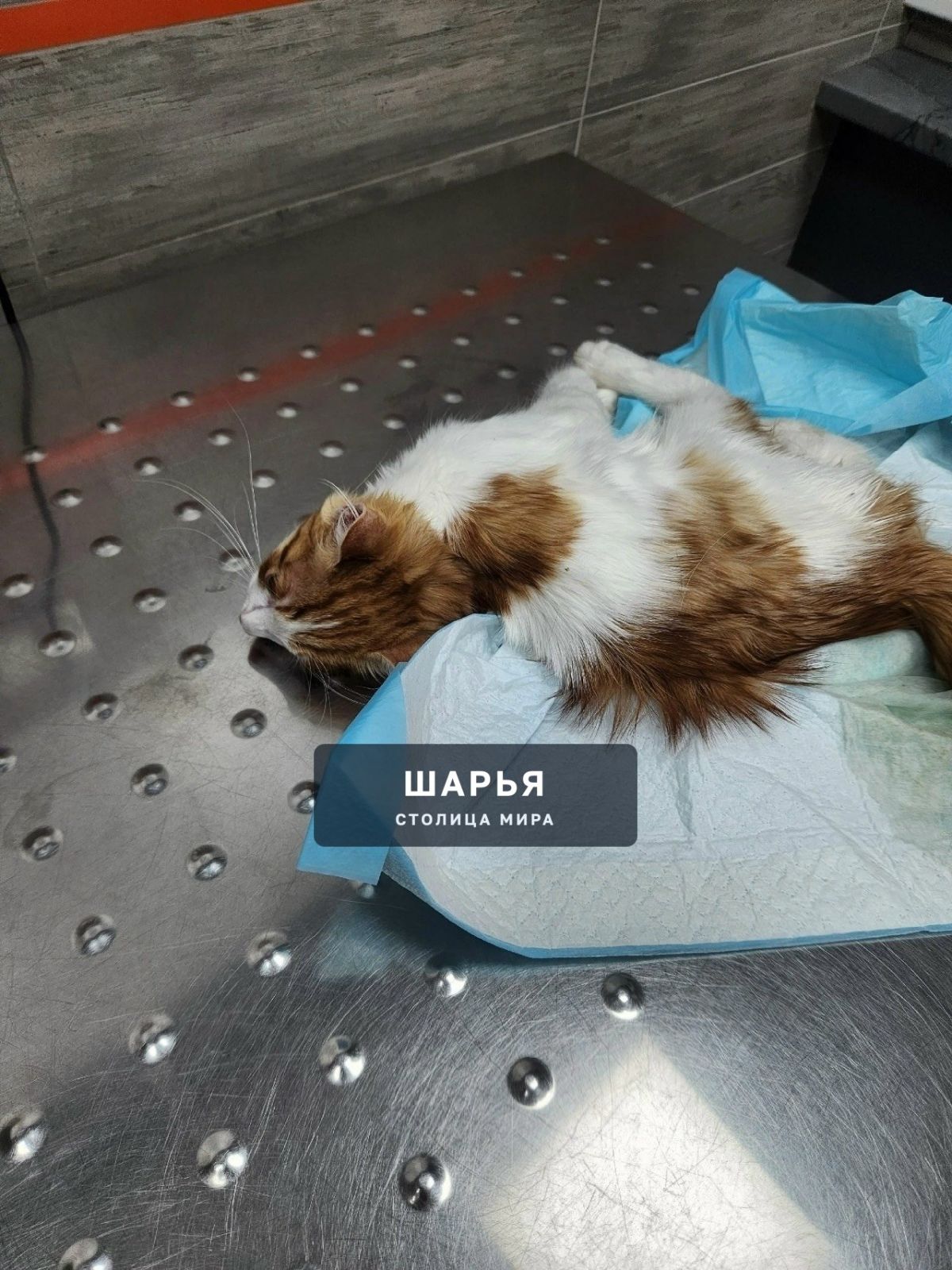 В Костромской области неравнодушные люди ведут борьбу за котенка Лёнечку — Шарья