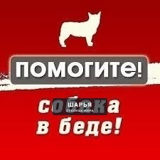 !!!!!Собака на трассе одна и кругом один лес!!! — Шарья