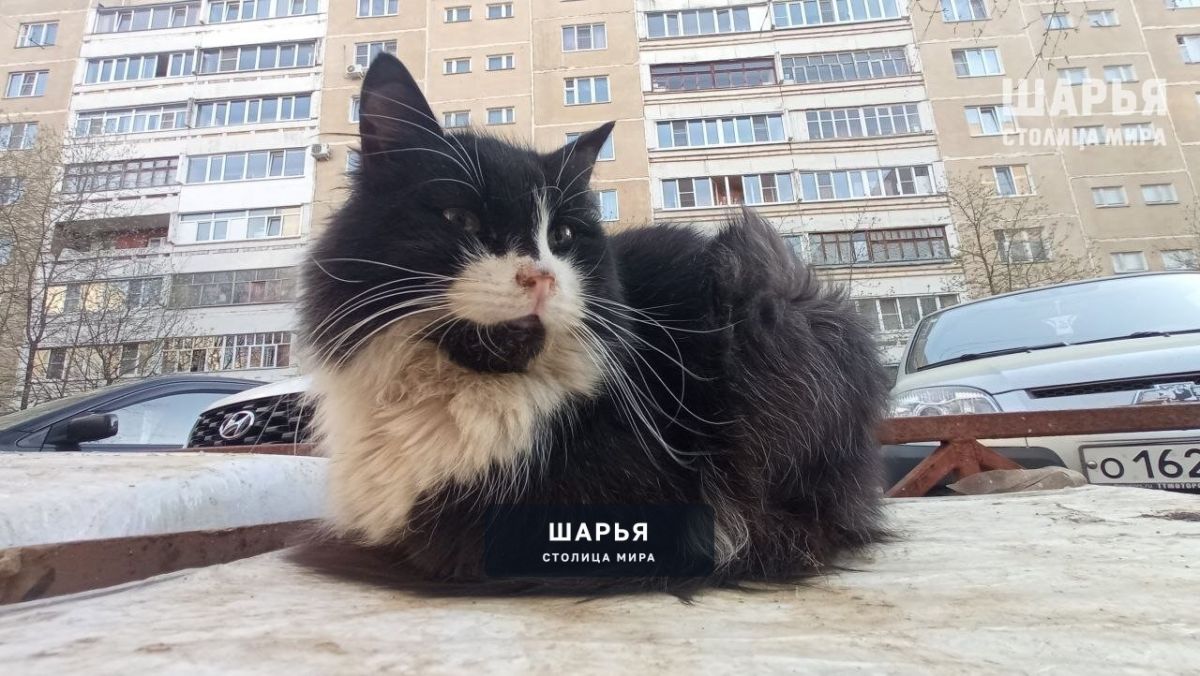 В пятницу синоптики обещают повсеместный снег и ветер — Шарья