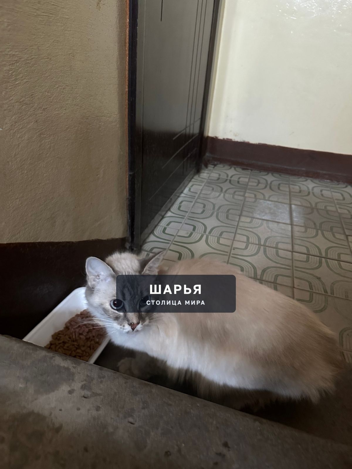 Чья потеряшка ? Двое суток находится в поезде Вокзальная 22 первый подъезд — Шарья