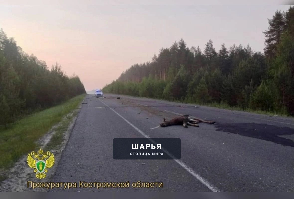Сегодня, 8 июня около 2 часов на 4 км автодороги Нея-Мантурово 26-летний водитель автомобиля… — Шарья