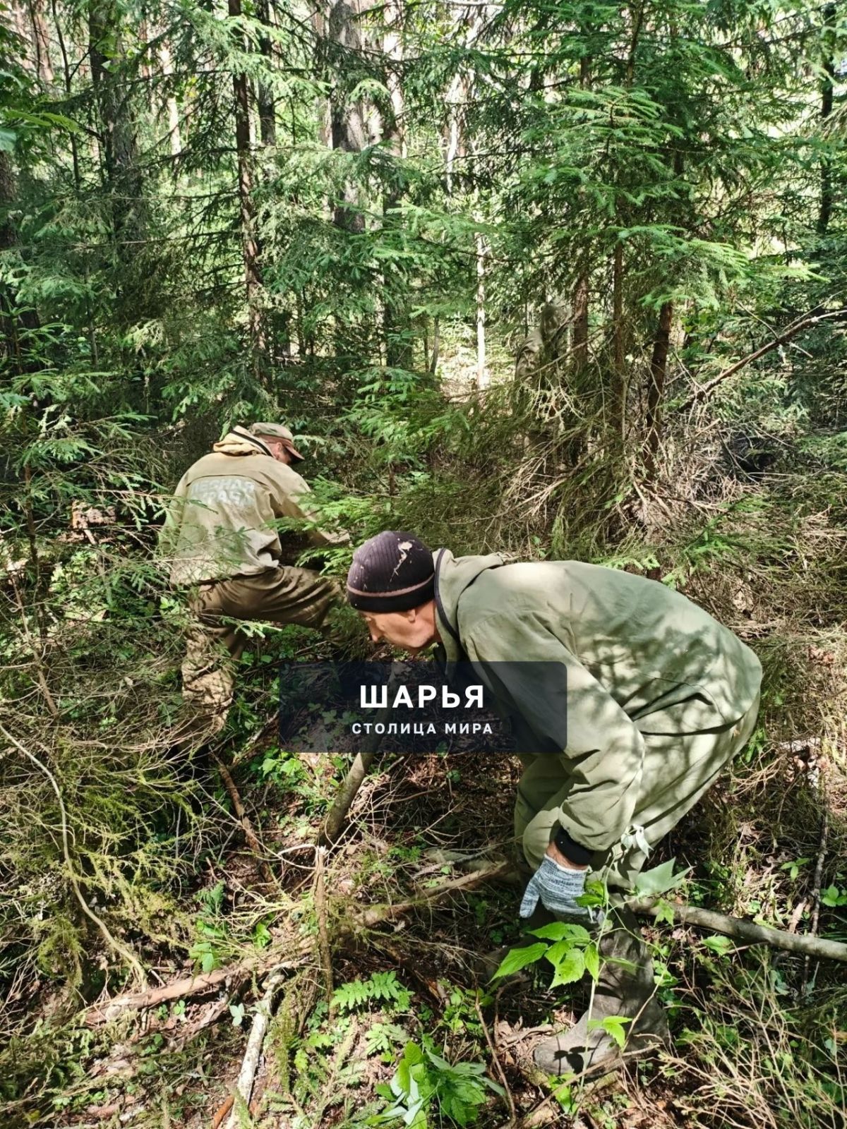 Неликвидная древесина убрана, лес очищен — Шарья