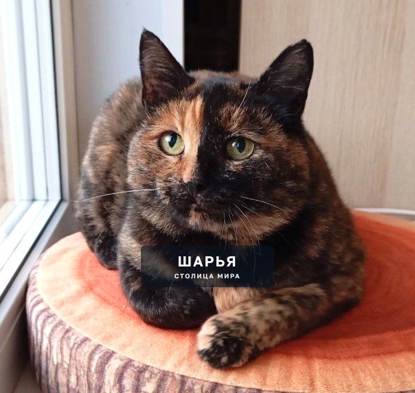 Черепаховая красавица Чуня в поисках уютного дома! — Шарья