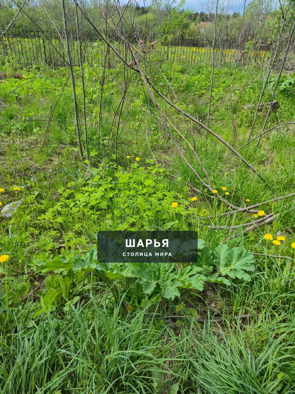 Вниманию администрации, вдоль забора — Шарья