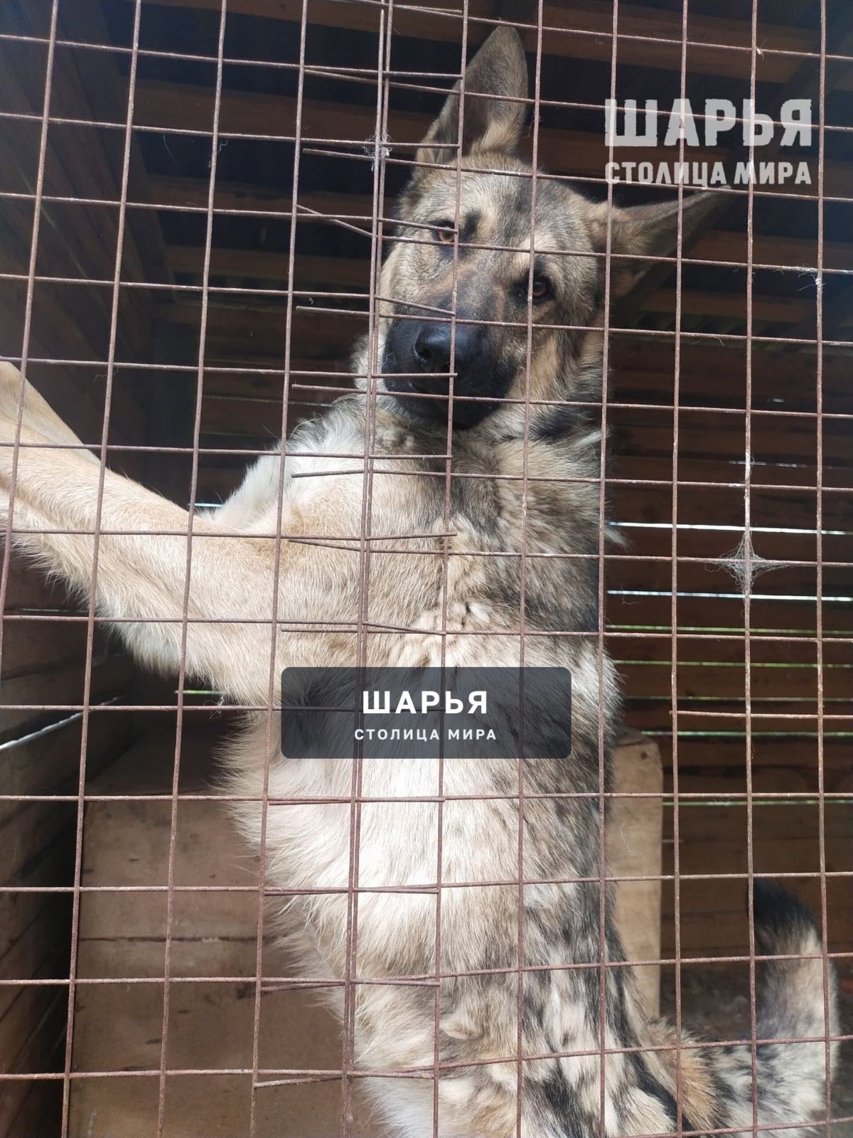 3 года, кобель, с. Н-Шанга — Шарья