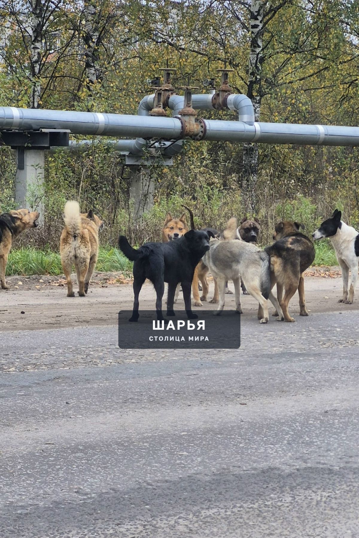 ‼Люди вы больные? Заберите своих собак домой‼ — Шарья