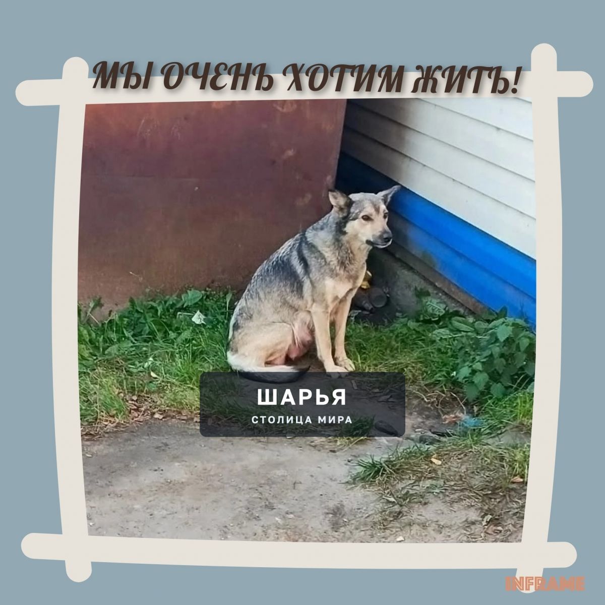 Очень нужна передержка или сразу дом! — Шарья