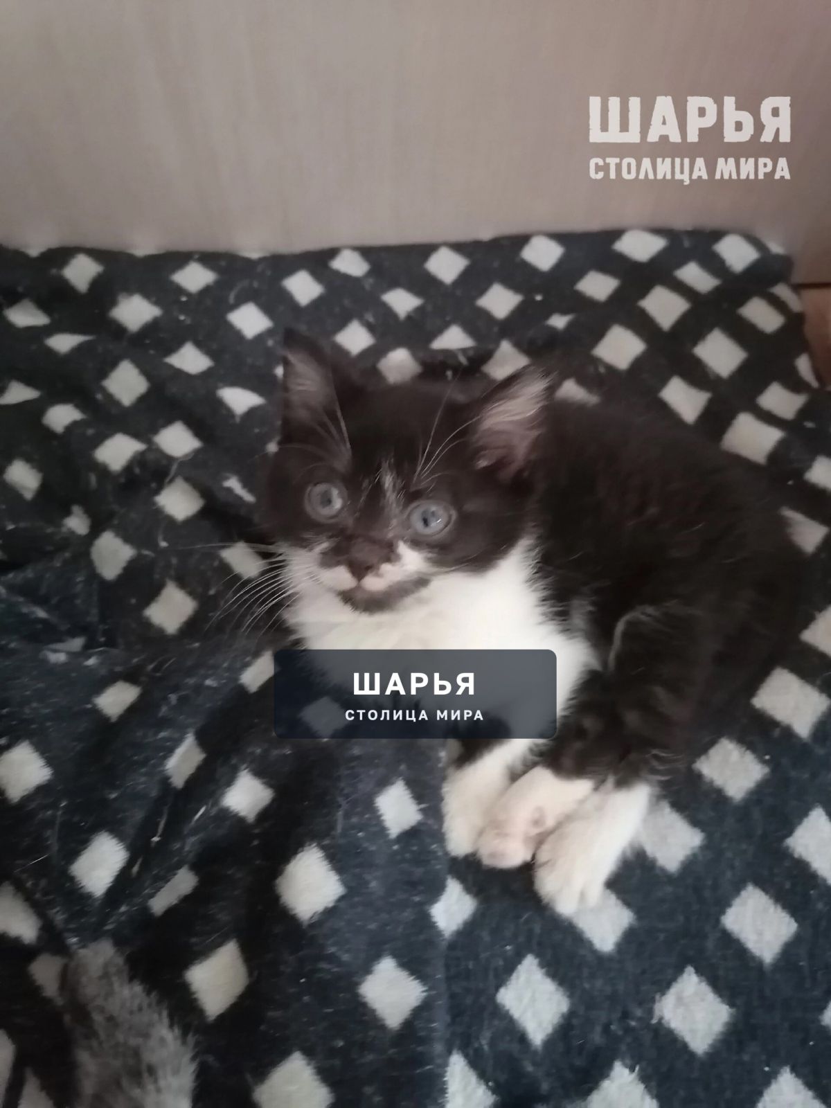 Котята в добрые руки — Шарья