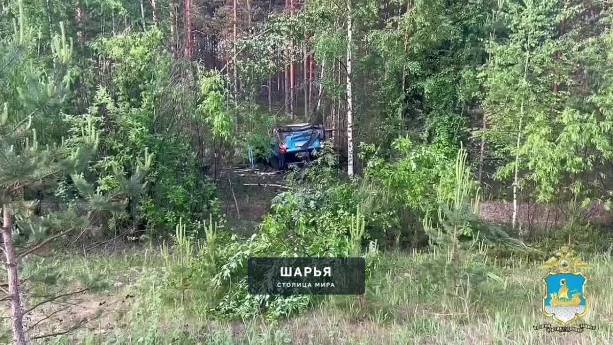 Сегодня ночью в регионе произошло очередное ДТП с участием сохатого — Шарья
