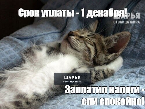 Начался обратный отсчет для уплаты имущественных налогов — Шарья