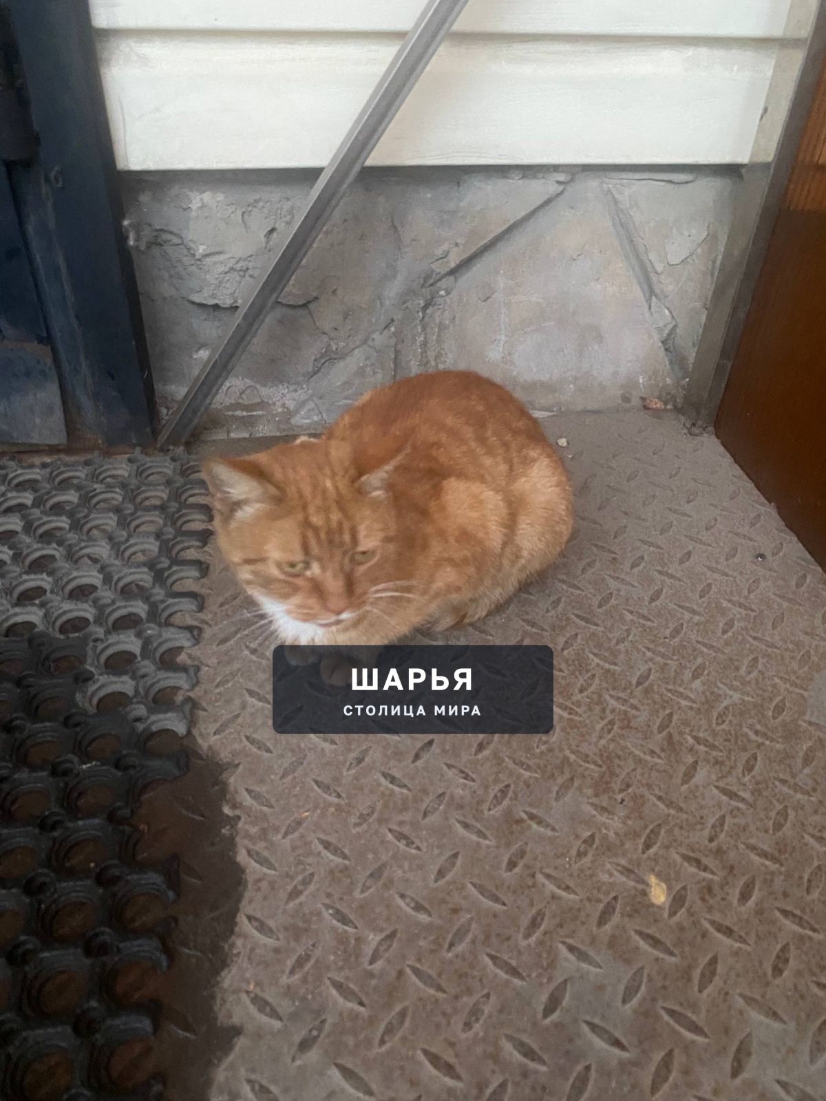 Ребята, пожалуйста, обратите внимание на котика у магазина Белочка — Шарья
