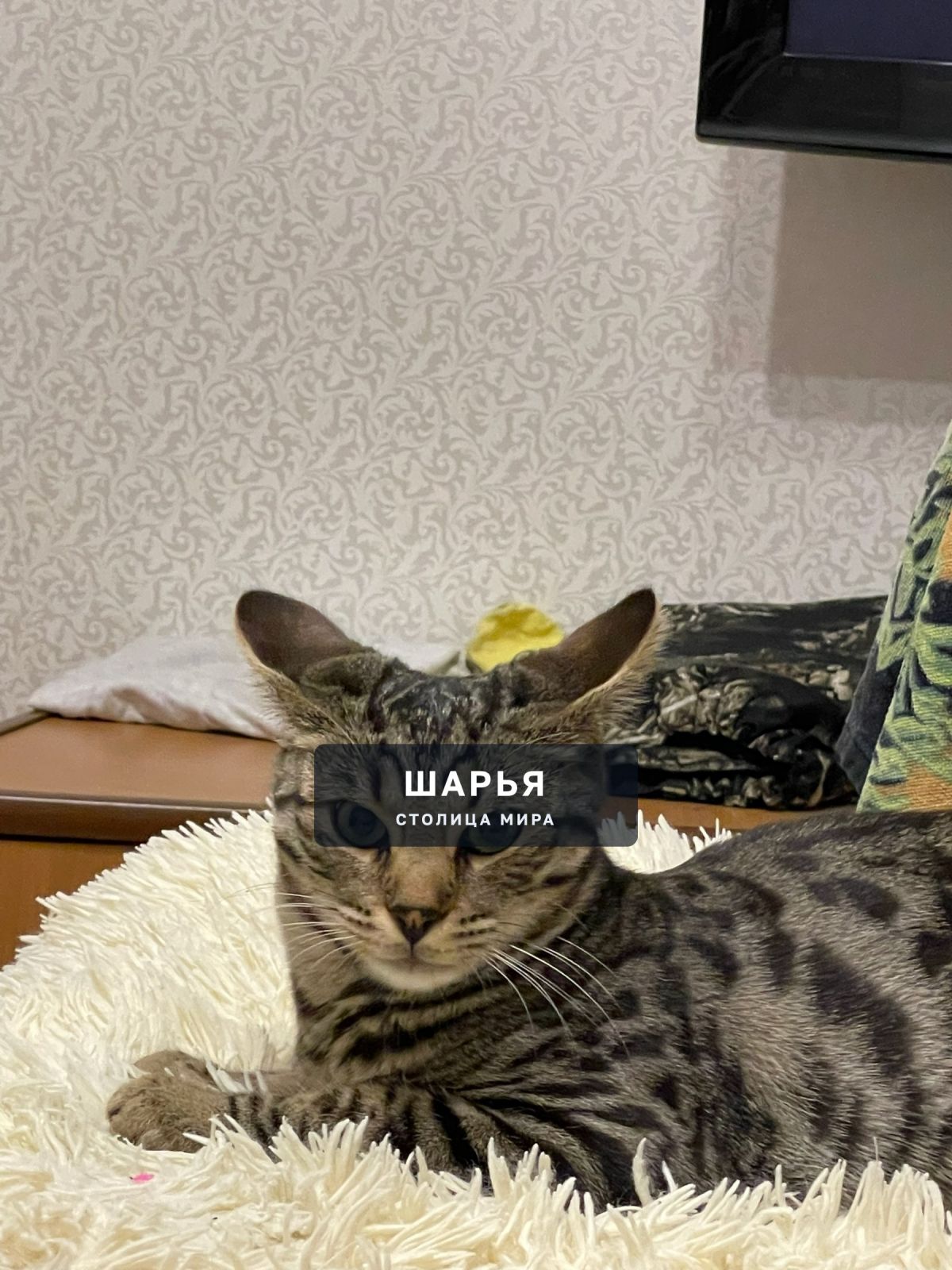 Требуется донор крови для кота — Шарья