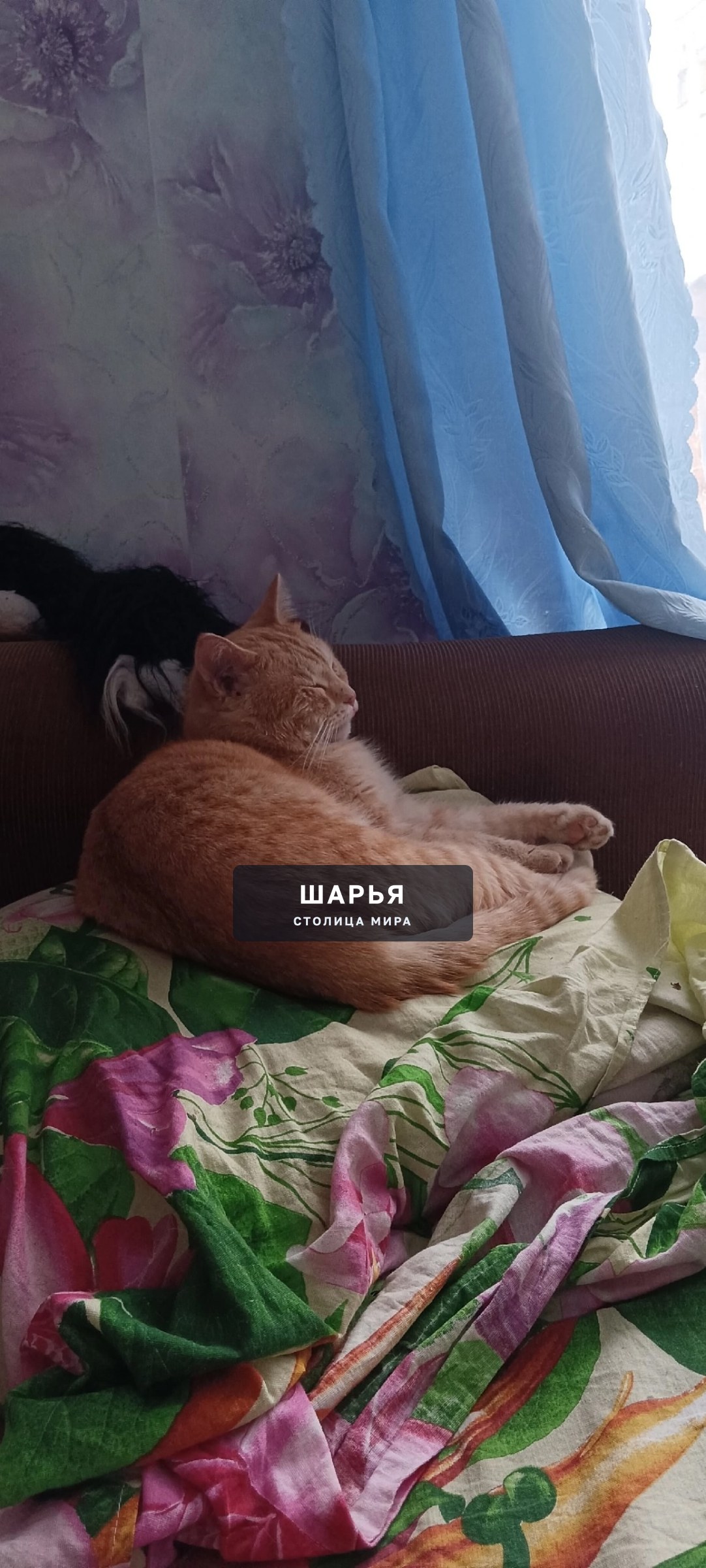 Здравствуйте, разместите пожалуйста повторно — Шарья