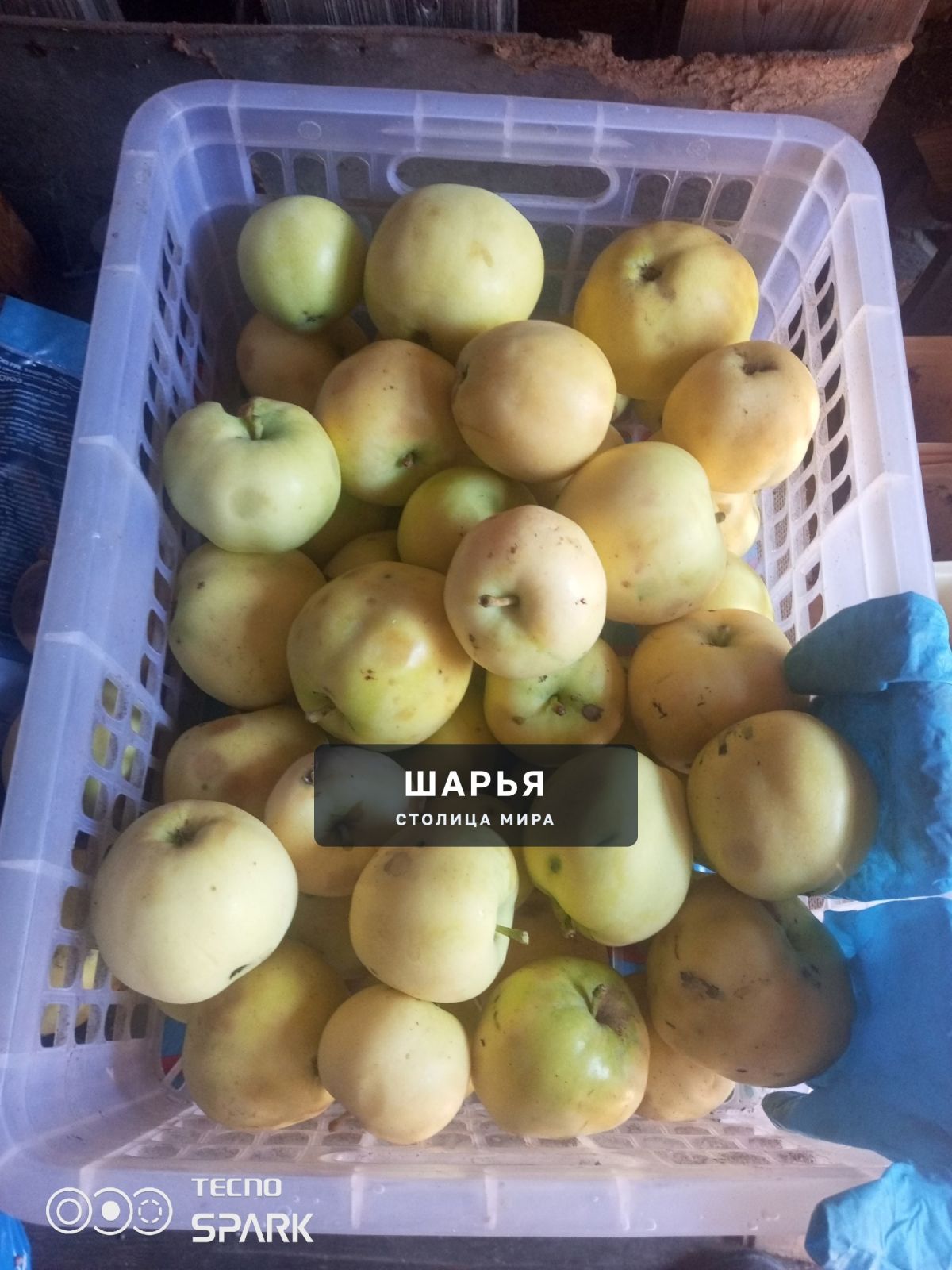 Отдам яблоки (упавшие) сорт,, белый налив — Шарья