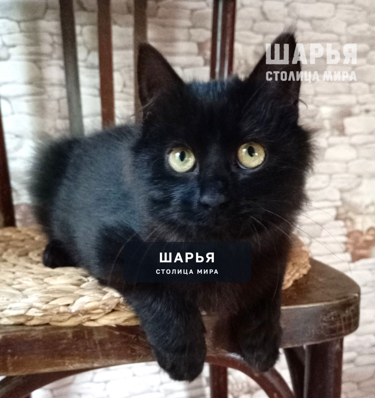 Очаровательный котёнок Митяй ищет дом! — Шарья