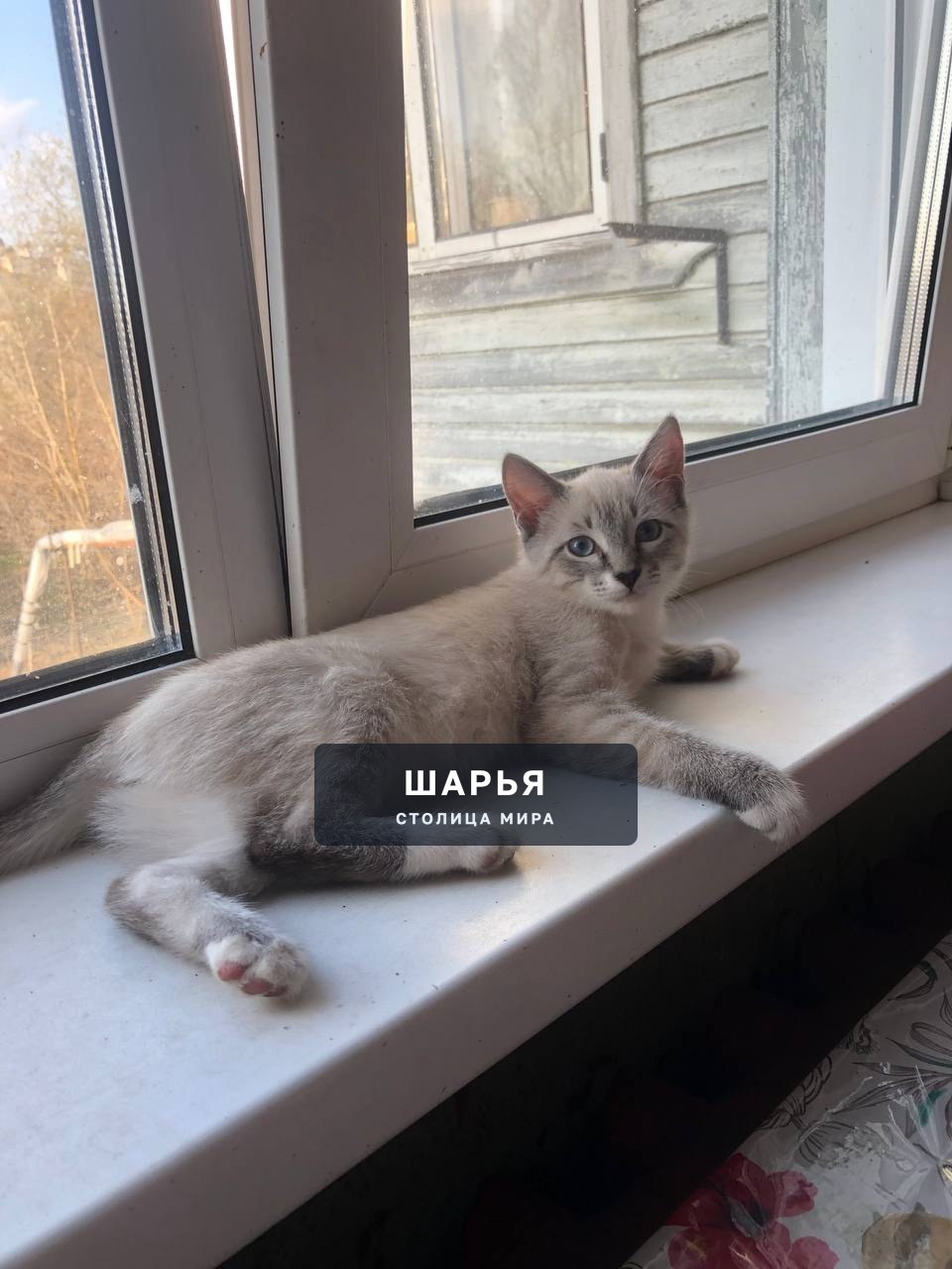 25.04.2024 пропал котенок (￼2 месяца) в районе лесопристани, может кто видел или прибрал себе… — Шарья