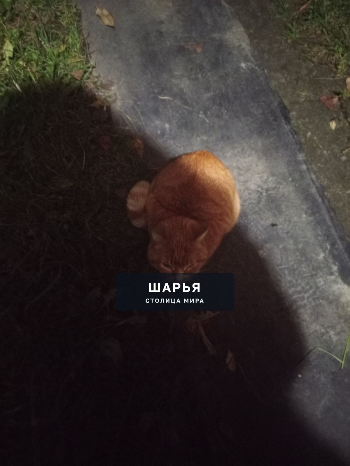 Здравствуйте, ни кто не терял питомца? — Шарья