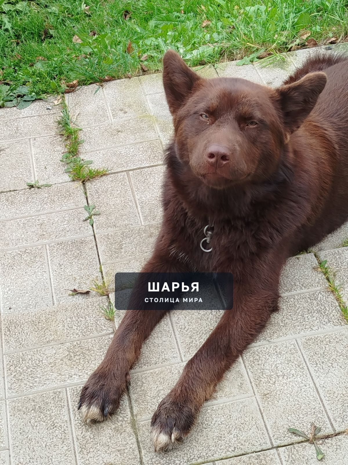 Хозяин, отзовись! Такой вот пёс пришёл к нам и уходить не хочет — Шарья