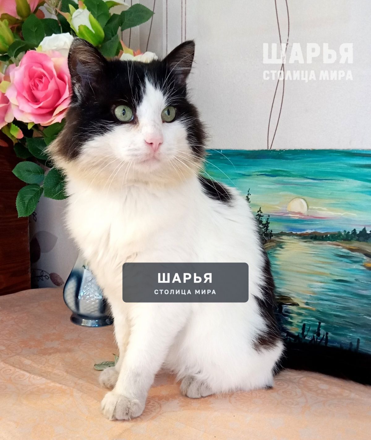 Кот Семён, в прошлом бродяга, жил на мусорных баках, ел что придется — Шарья
