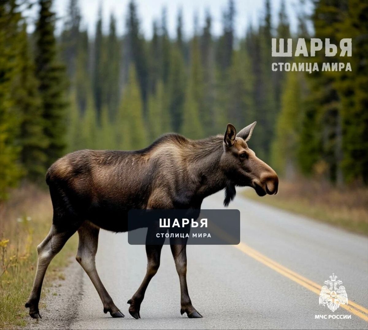 Внимание: продолжается активный сезон миграции у лосей — Шарья