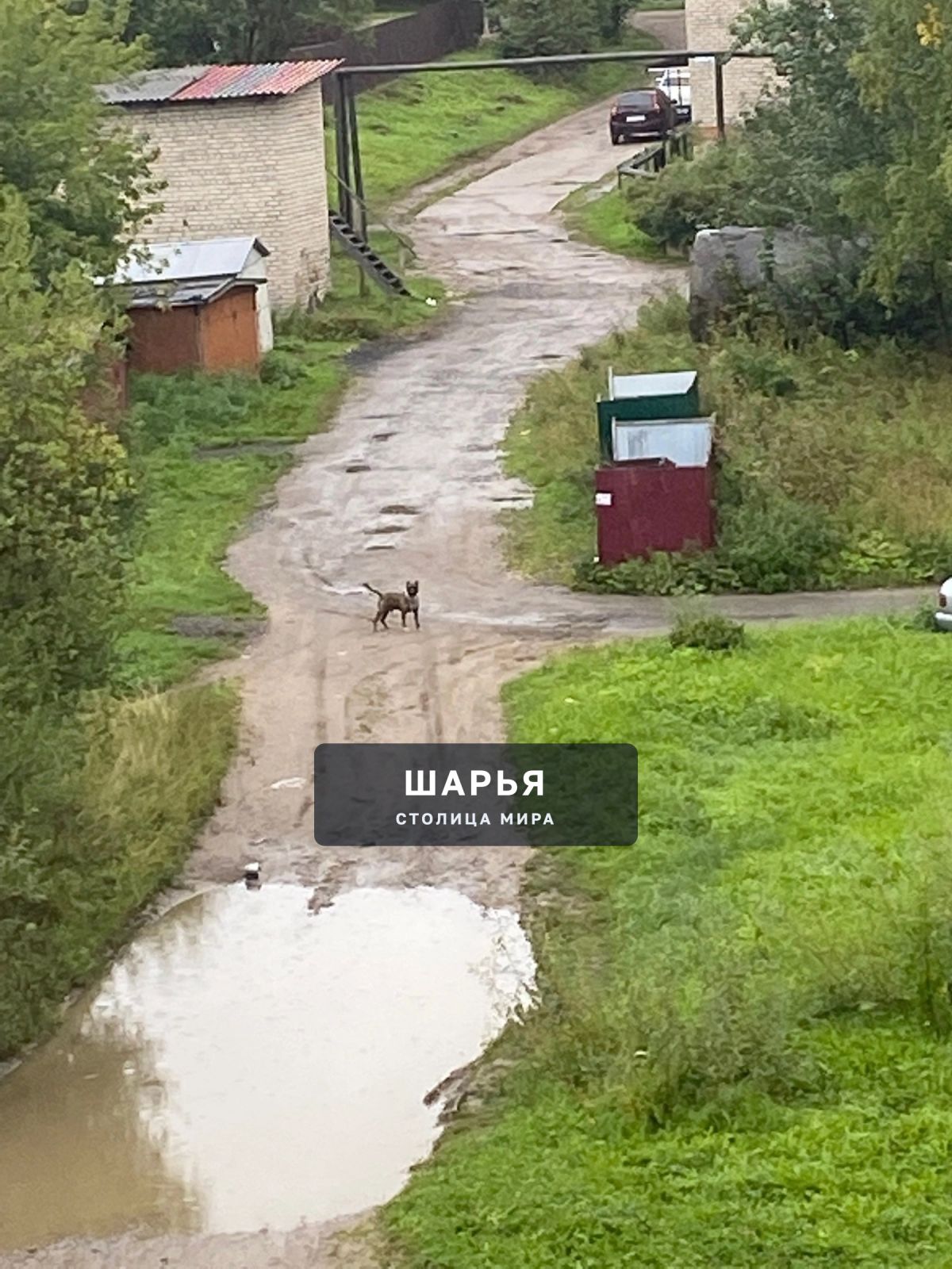 Уважаемые владельцы собаки! — Шарья