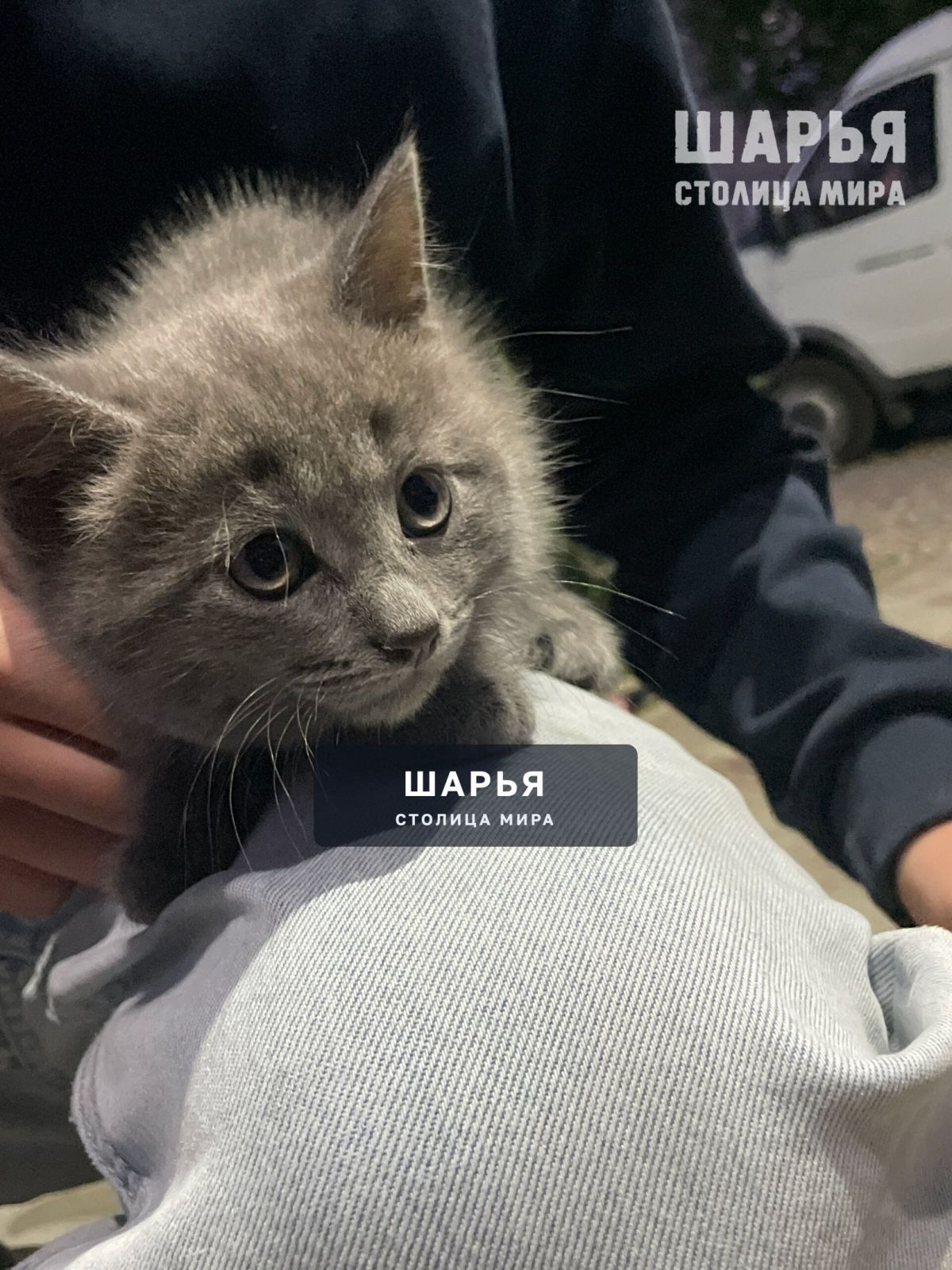 Пристроим котика в добрые руки от шотландской кошки, 1,5 месяца — Шарья