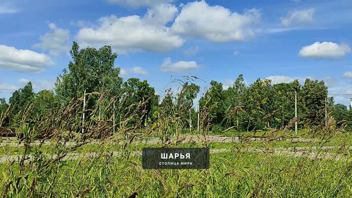 Защищая зелёное сердце города: Шарья между асфальтом и берёзами