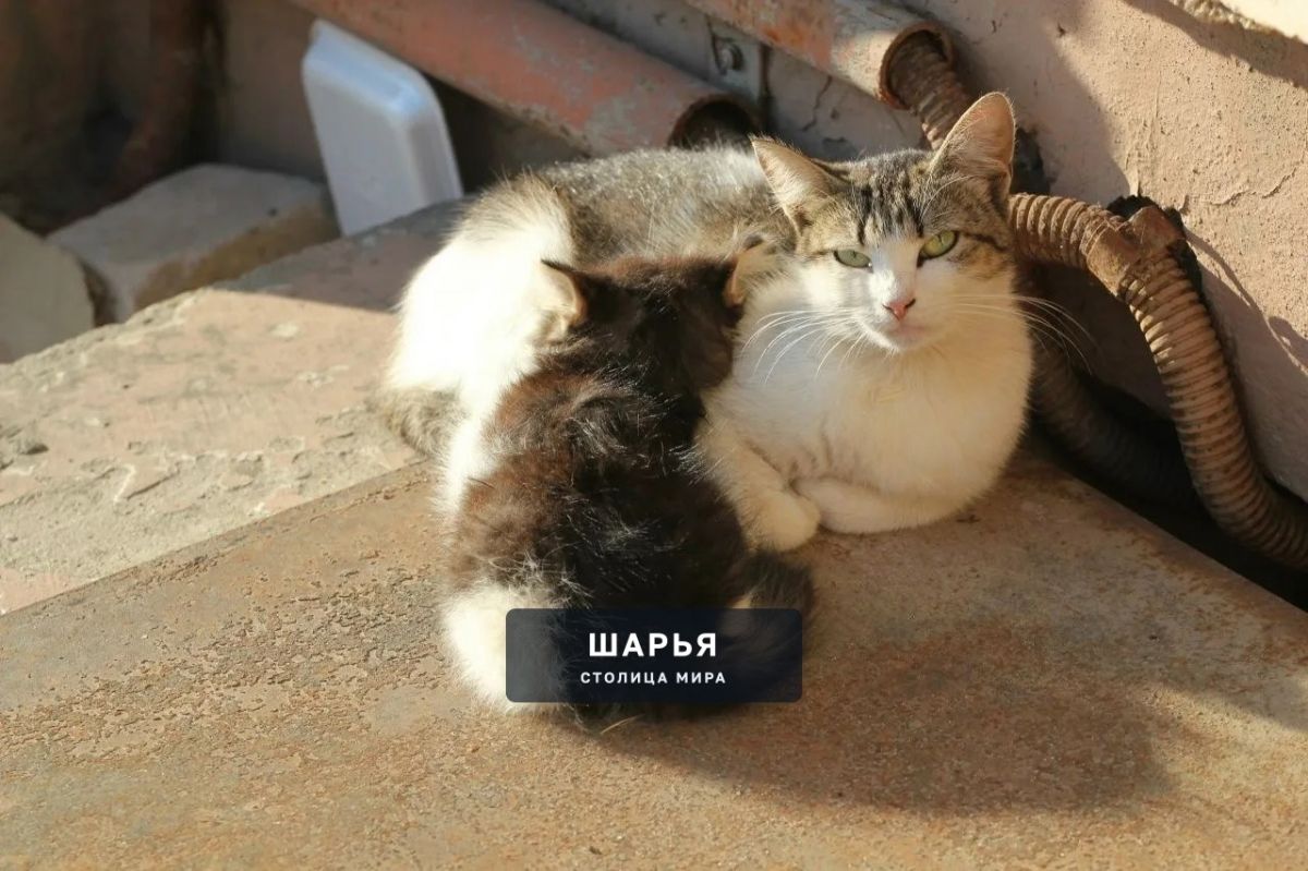 Погода возвращается к летним показателям — Шарья