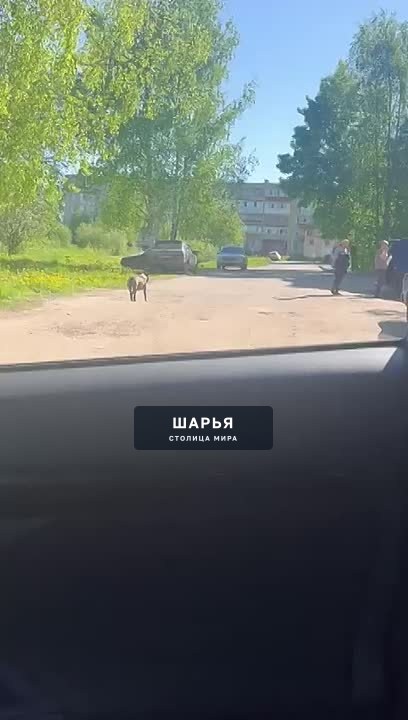 В районе ул 50 лет Советской Власти бегает собака бойцовской породы на самовыгуле и без… — Шарья