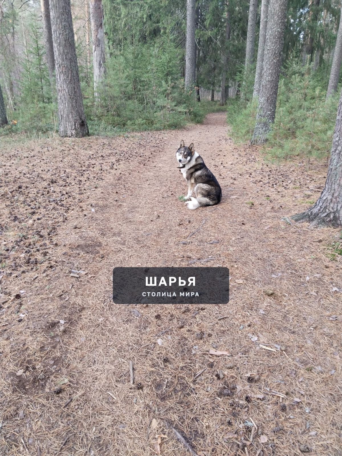Чья собака в бору за красной горкой? — Шарья