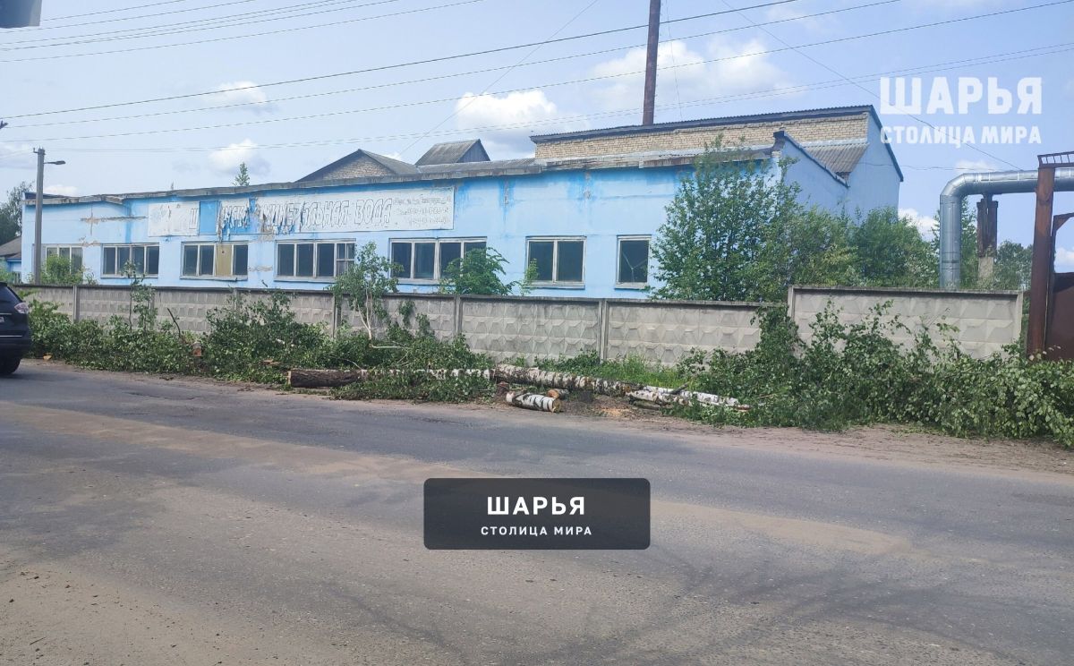 Когда прекратится этот беспредел с деревьями? — Шарья