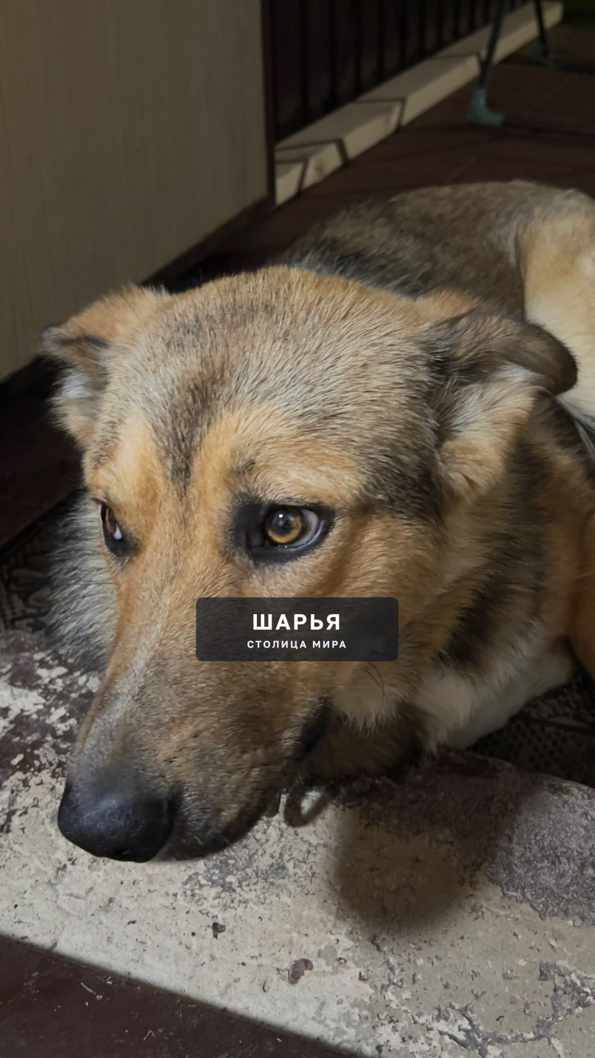 Потеряшка! С чёрным ошейником — Шарья