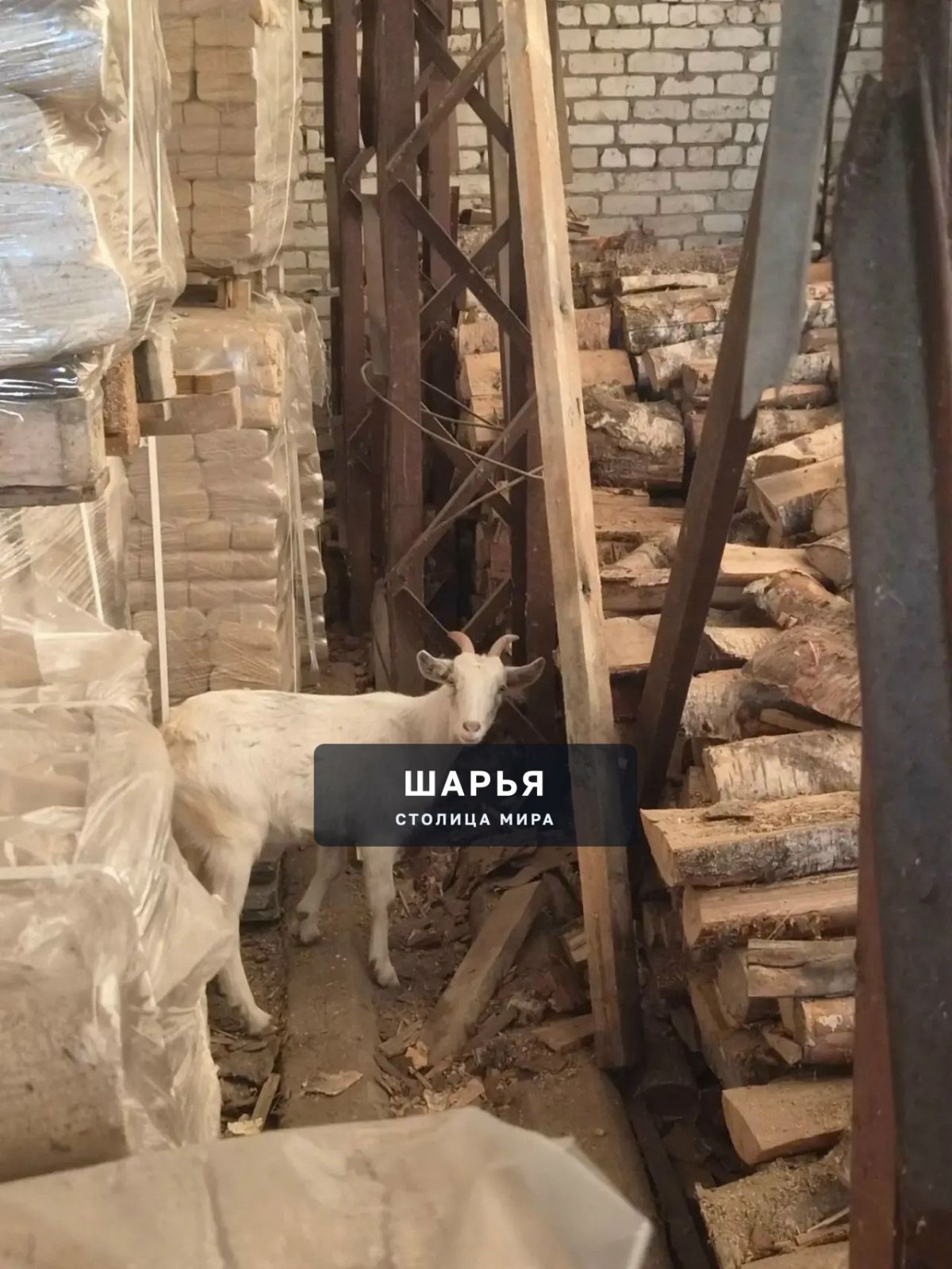 К территории организации ООО «Шарьинское МЭП-4» прибилась коза примерно неделю назад — Шарья