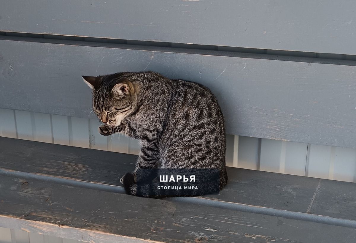 Две недели назад на одной из остановок города появилась вот такая кошечка — Шарья
