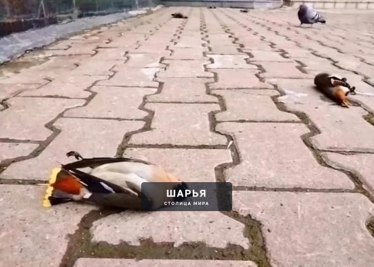 В Костроме и Костромской области — Шарья