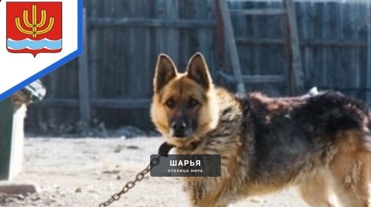 За самовыгул собак шарьинцы будут платить большие штрафы — Шарья