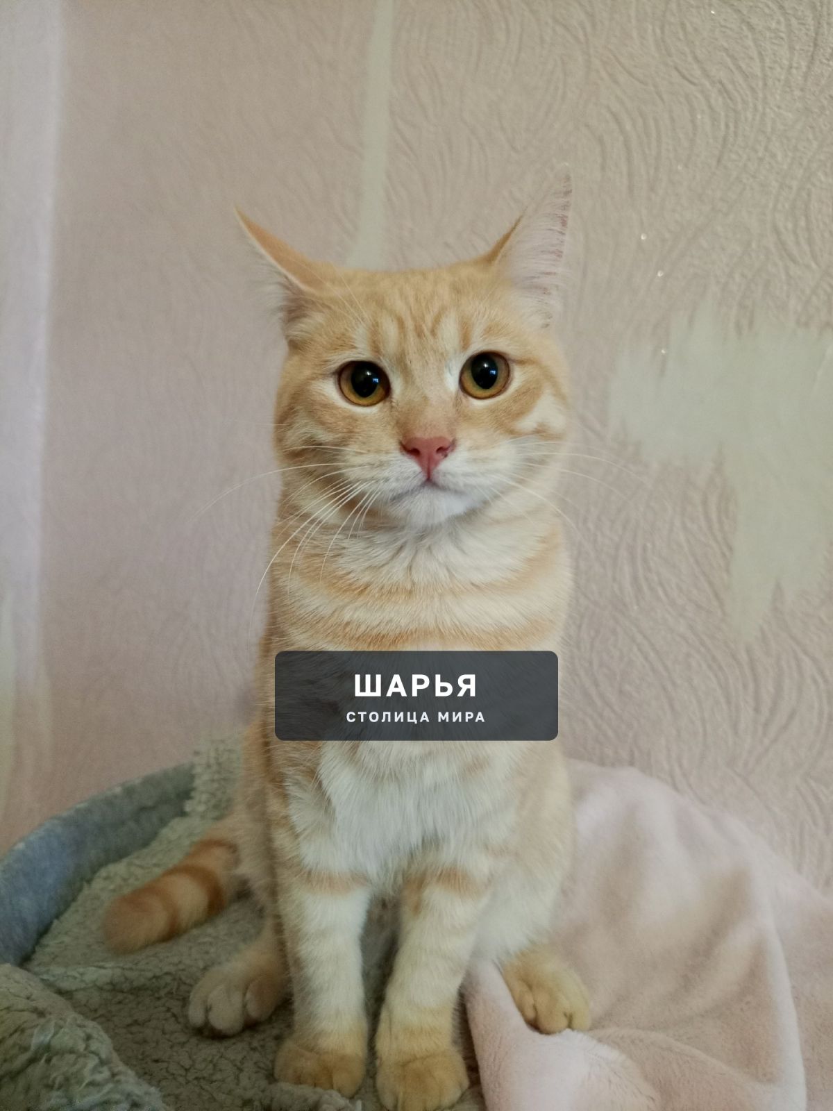 Пропал кот по кличке Перс на улице Вокзальной, если увидите, сообщите, очень волнуемся и ждем… — Шарья