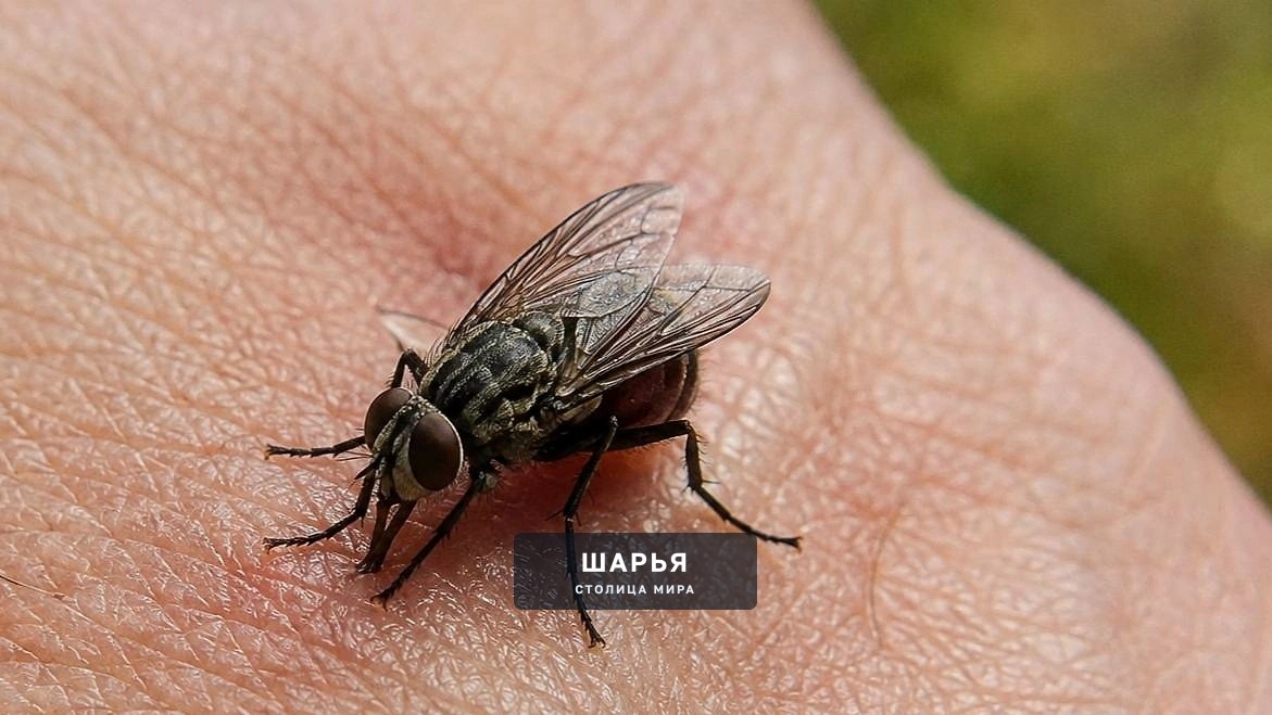 Подготовьтесь к осенней активности насекомых — Шарья